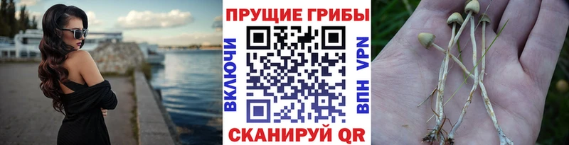 где купить наркоту  Скопин  Галлюциногенные грибы Psilocybe 
